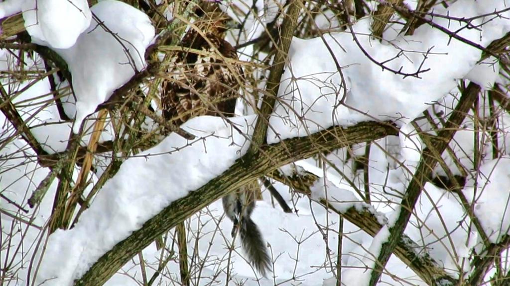 Civil or Uncivil Bird&nbsp;Society