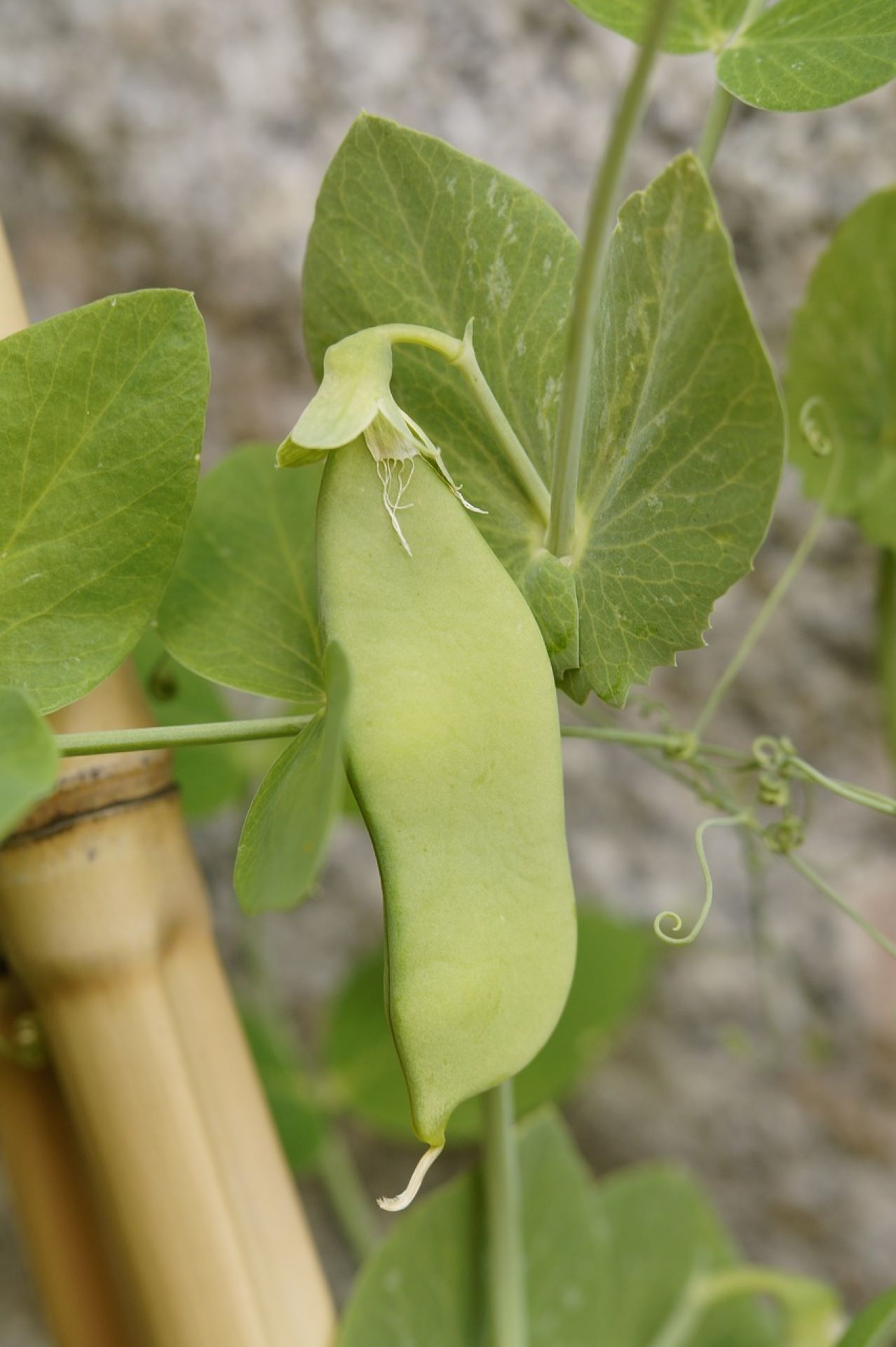 How to Cope with Pea Pods