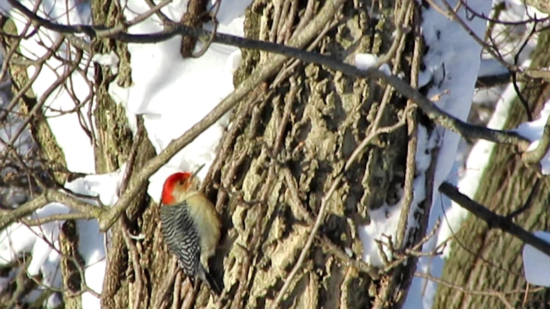 Woodpeckers Coming Out of the Woodwork After the&nbsp;Snowstorms!
