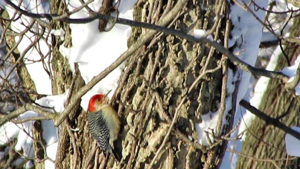 Woodpeckers Coming Out of the Woodwork After the&nbsp;Snowstorms!