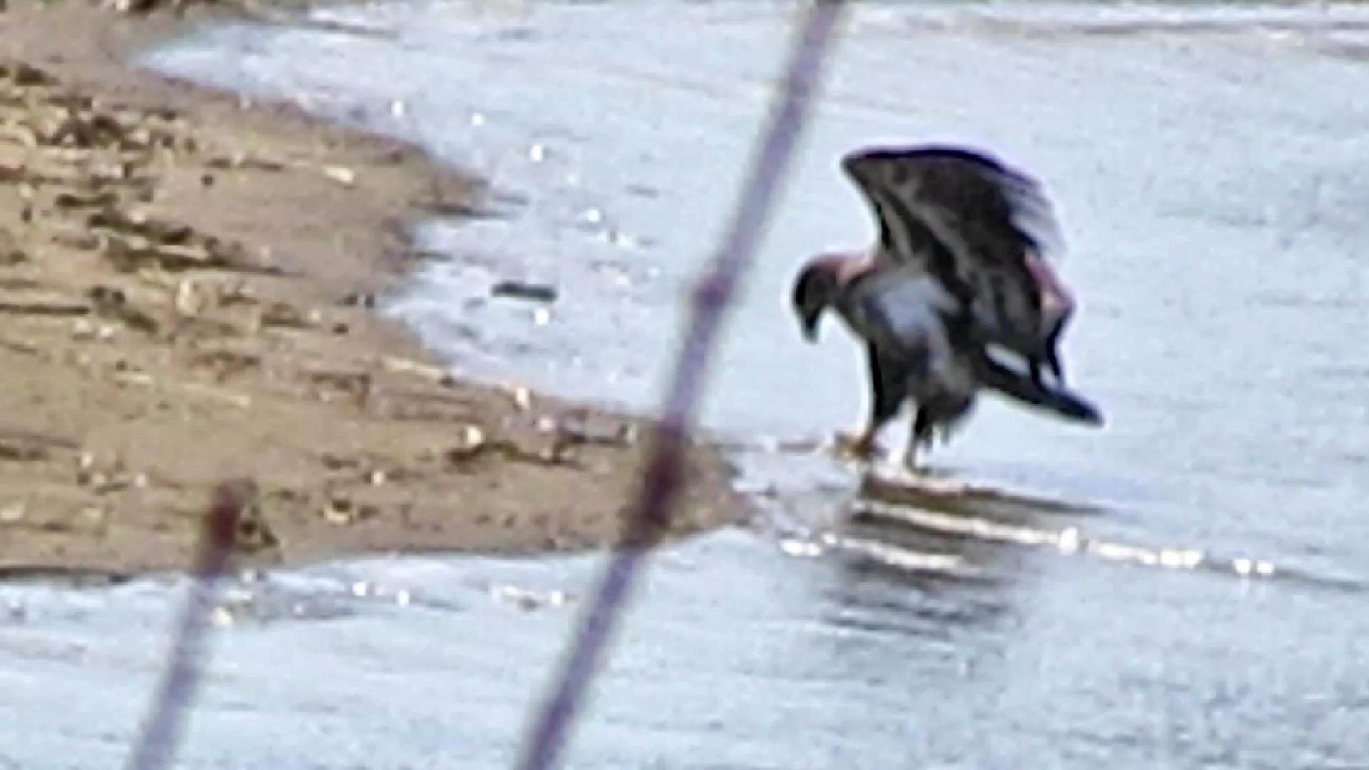 Flight of Ideas on Junior Bald Eagles