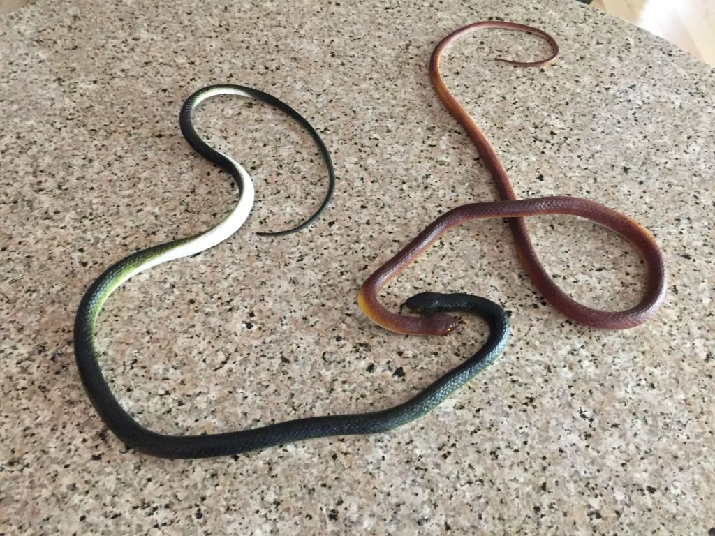 The Rubber Snake Trick to Scare Pesky&nbsp;Birds