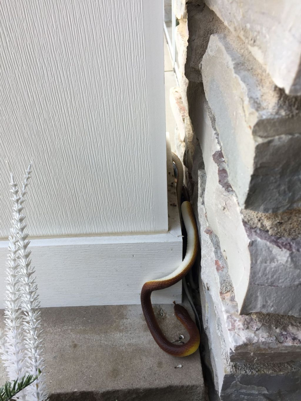 Rubber Snake Trick for Pesky Birds So Far
