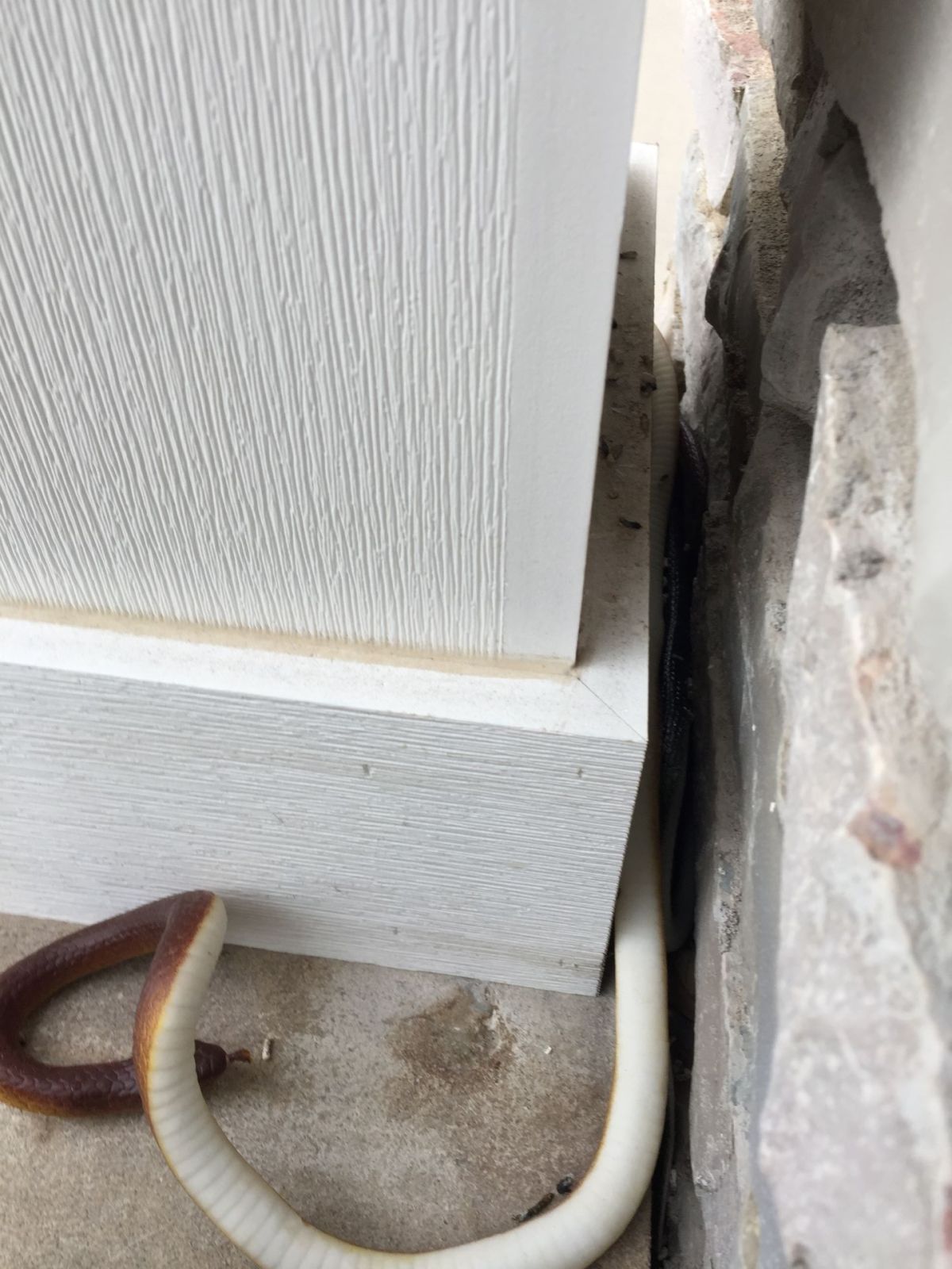 Fake Snakes Saga Slithers&nbsp;On