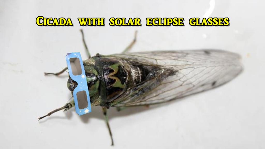 Solar Eclipse Around the Corner So We May Need to Protect the Cicadas!