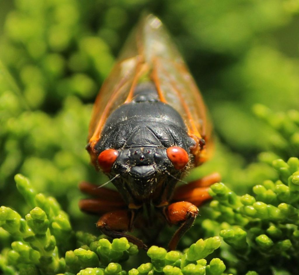 Cicada-Geddon in Eastern&nbsp;Iowa