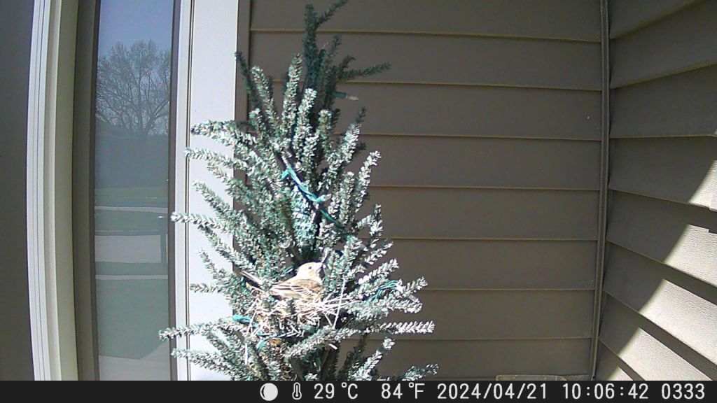 The Story So Far on the House Finch&nbsp;Family