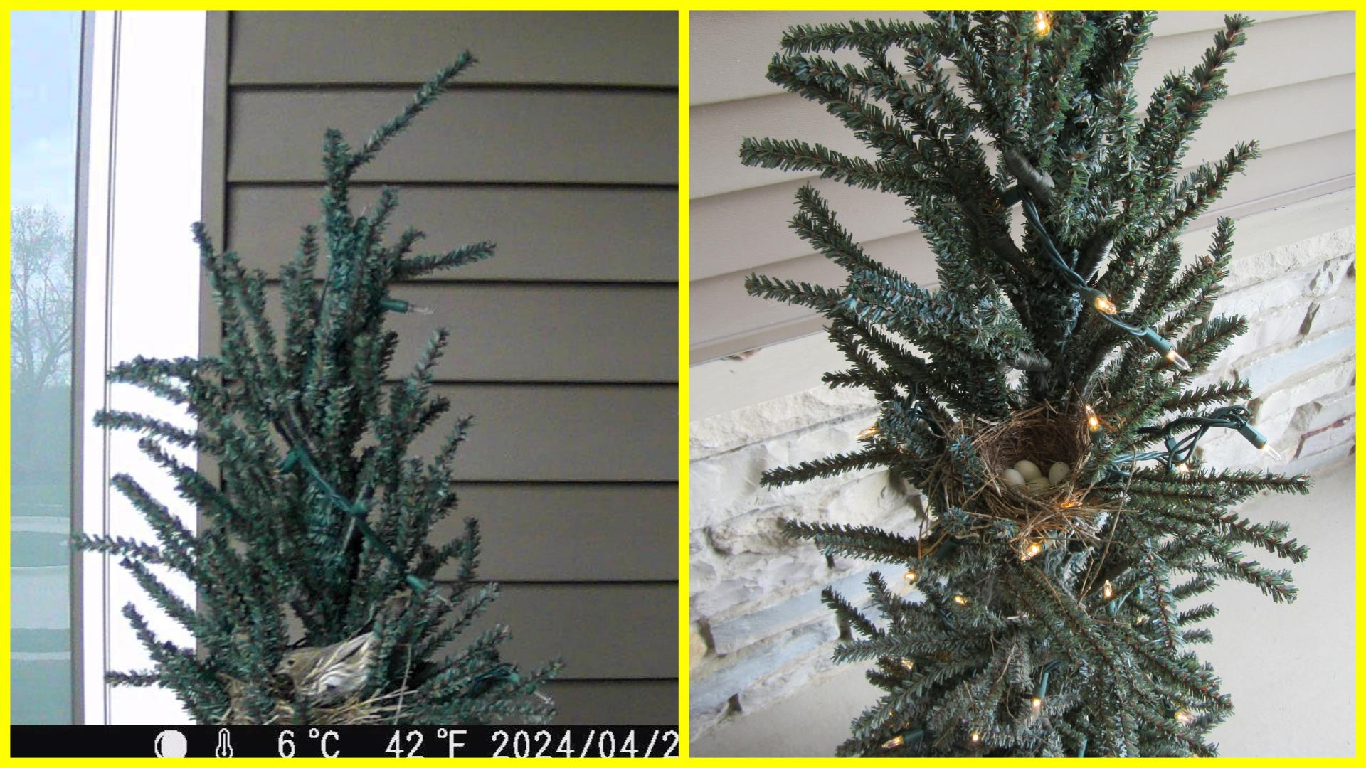 House Finch Nesting in Our Artificial Christmas Tree!
