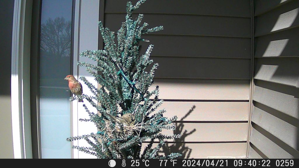 House Finches at Home in Fake Christmas&nbsp;Tree