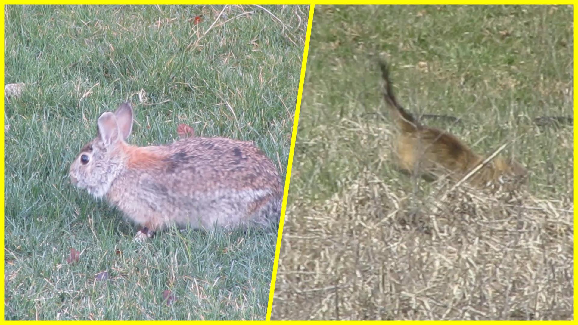 The Hunted and The Hunter