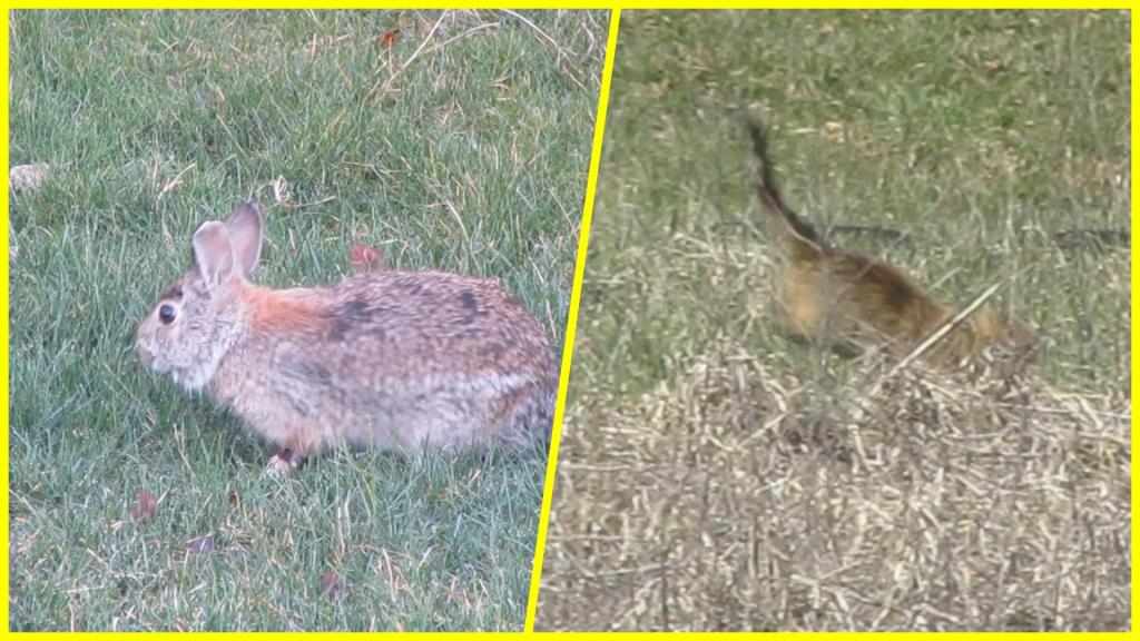The Hunted and The Hunter