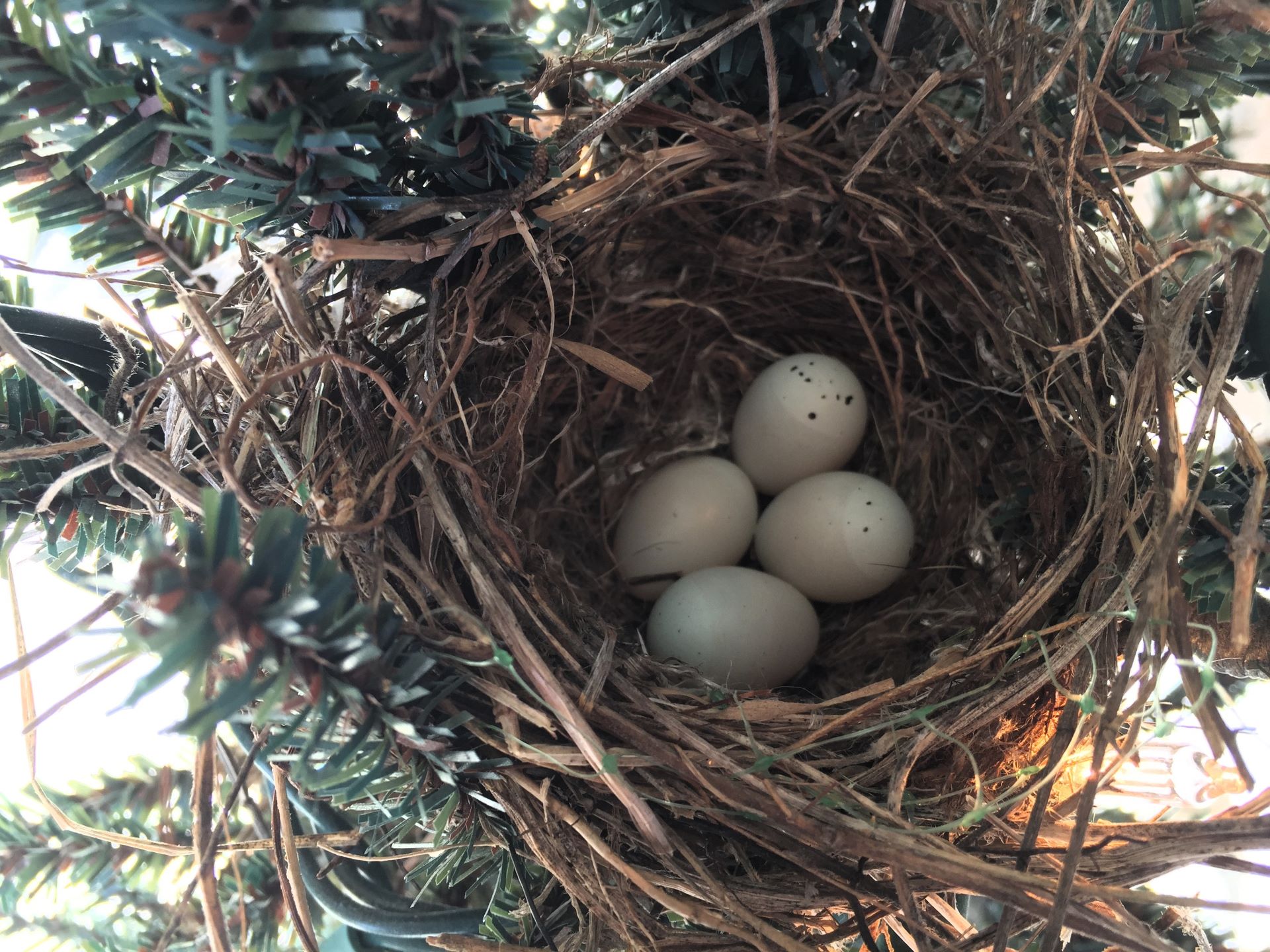 House Finches Moved&nbsp;On