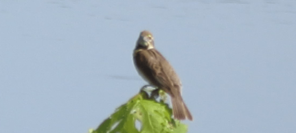 What Does a Dickcissel Sound&nbsp;Like?