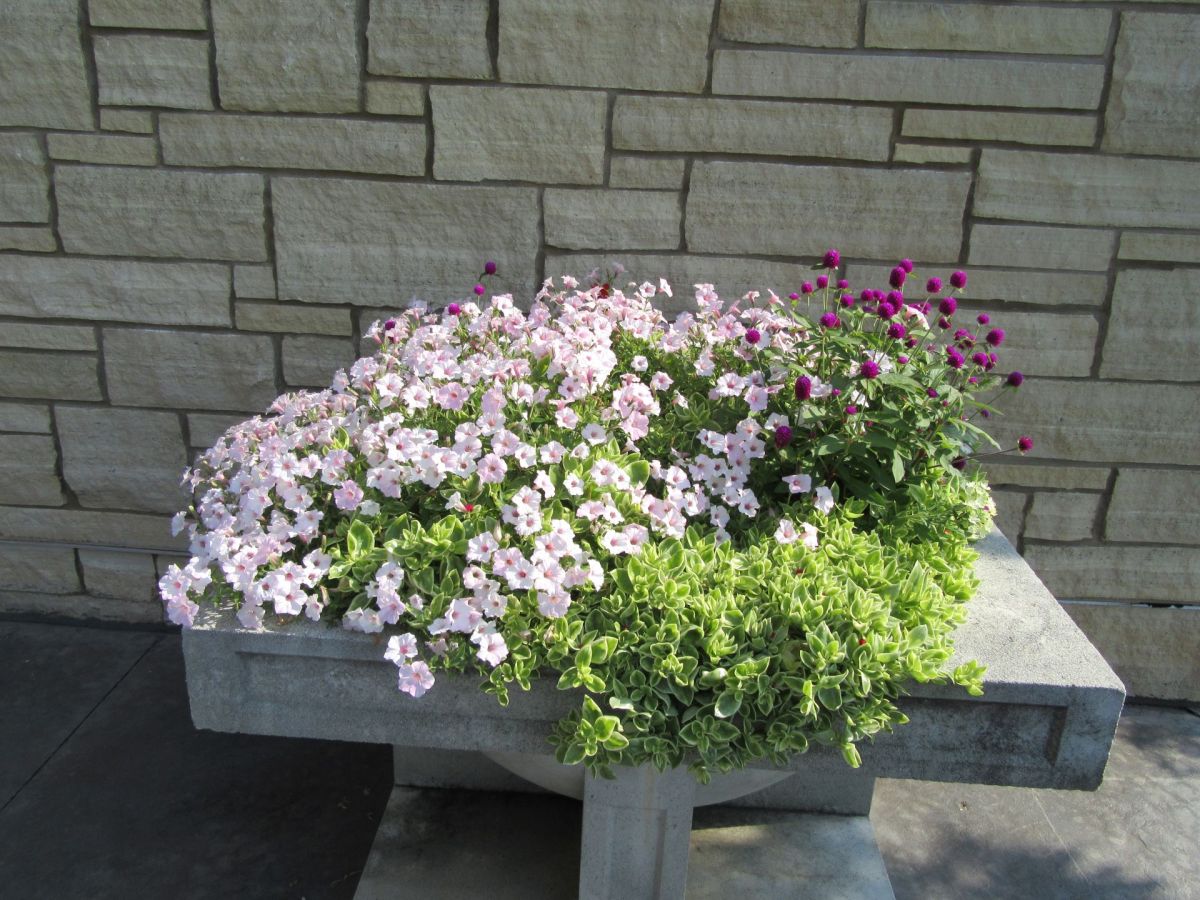 Flora and Fauna Under the Hot Iowa&nbsp;Sun