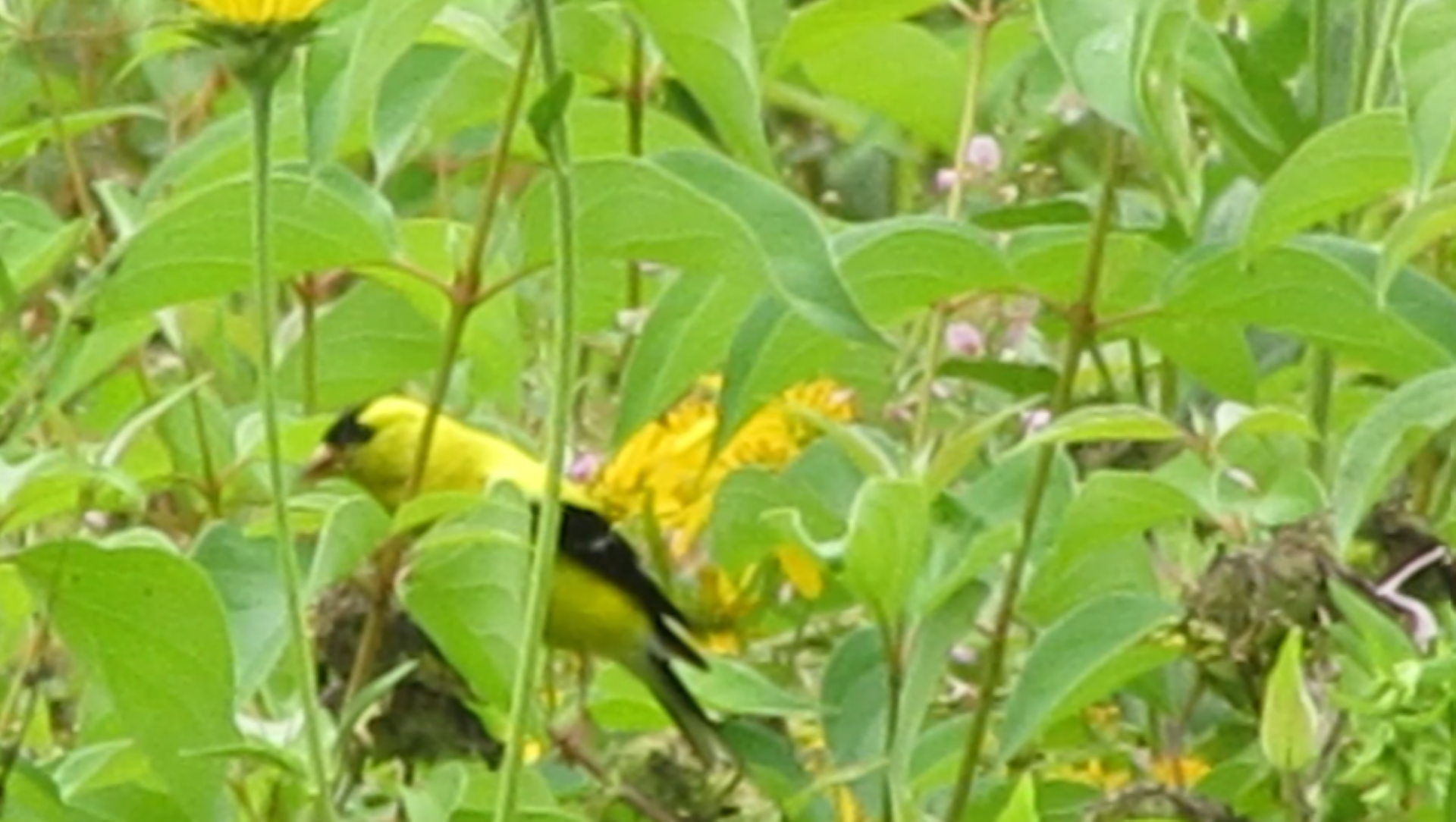 Bird Watching Stories Are Like Fishing Tales