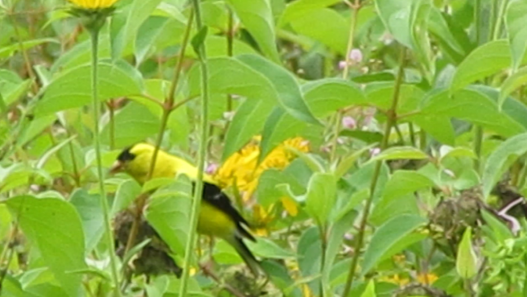 Bird Watching Stories Are Like Fishing&nbsp;Tales