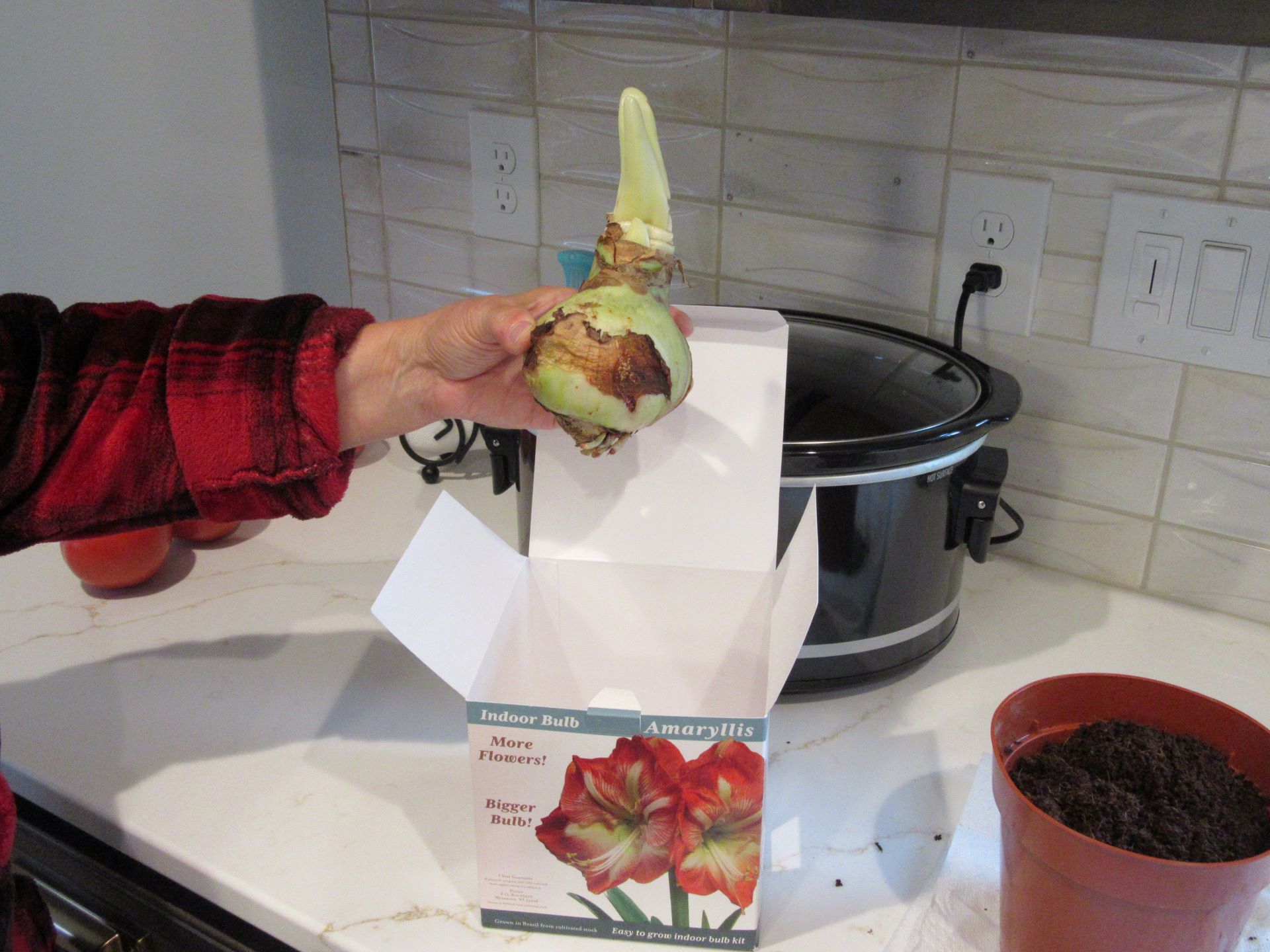 Amaryllis Star of Holland On the Comeback&nbsp;Trail!