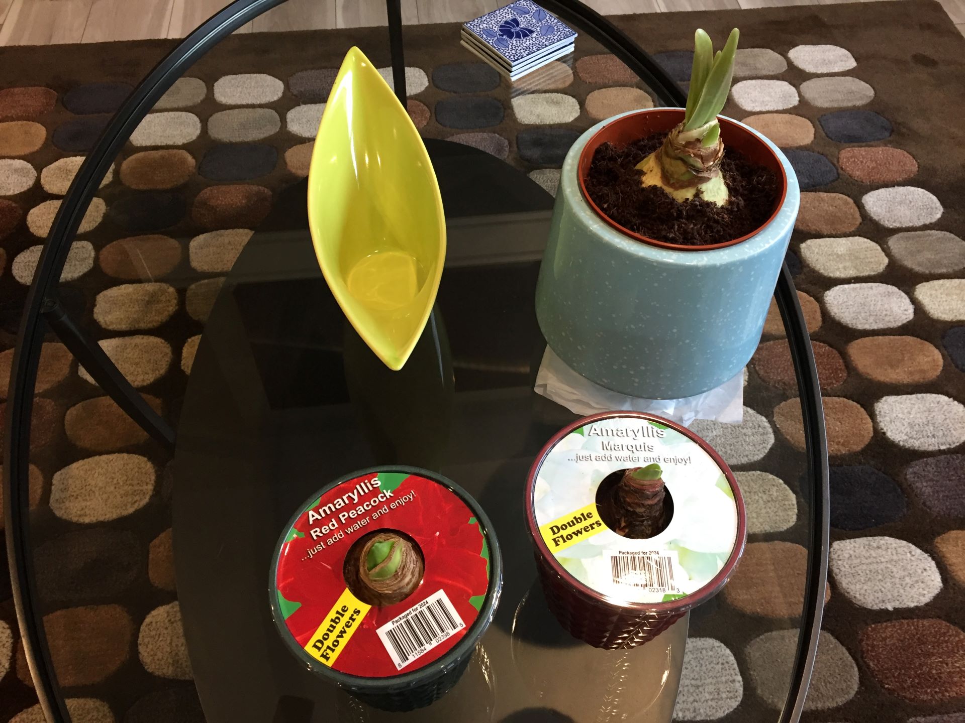 Amaryllis Made Easy