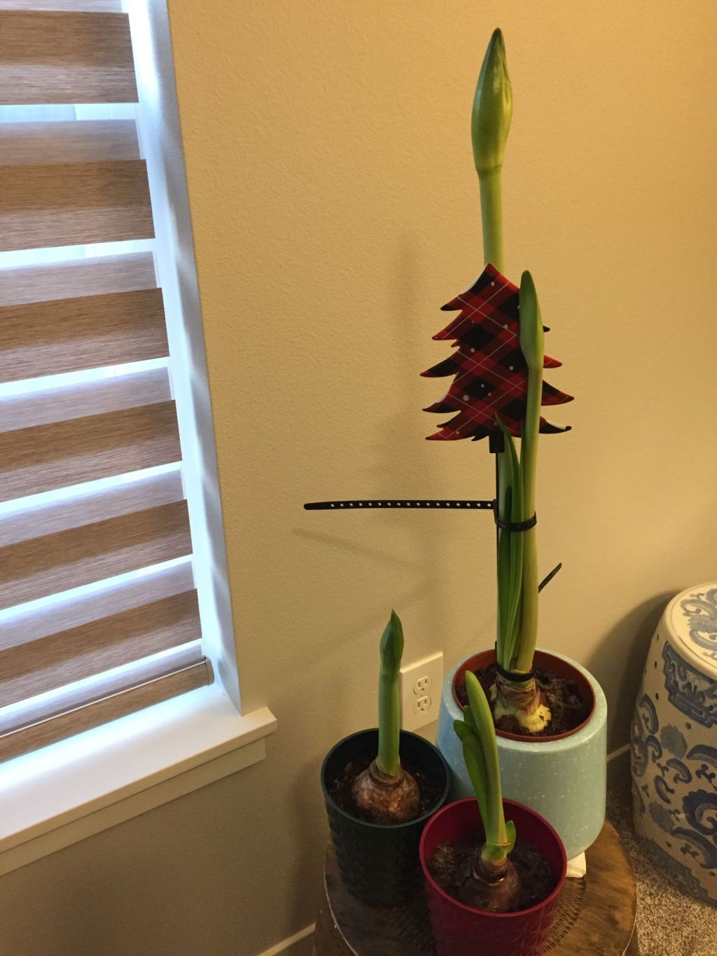 Amaryllis Progress and Other&nbsp;Notes