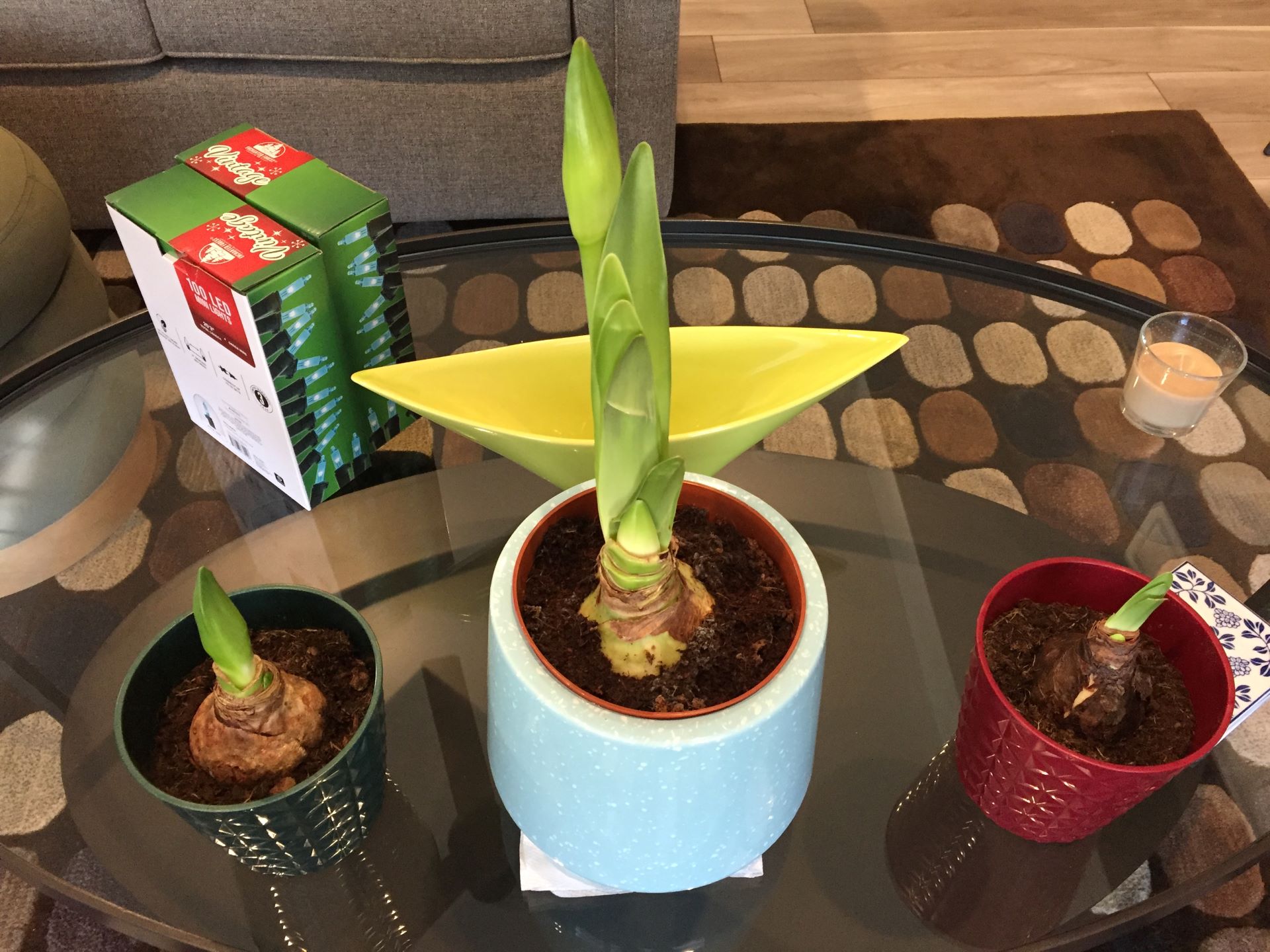 The Amaryllis Trio and Other News