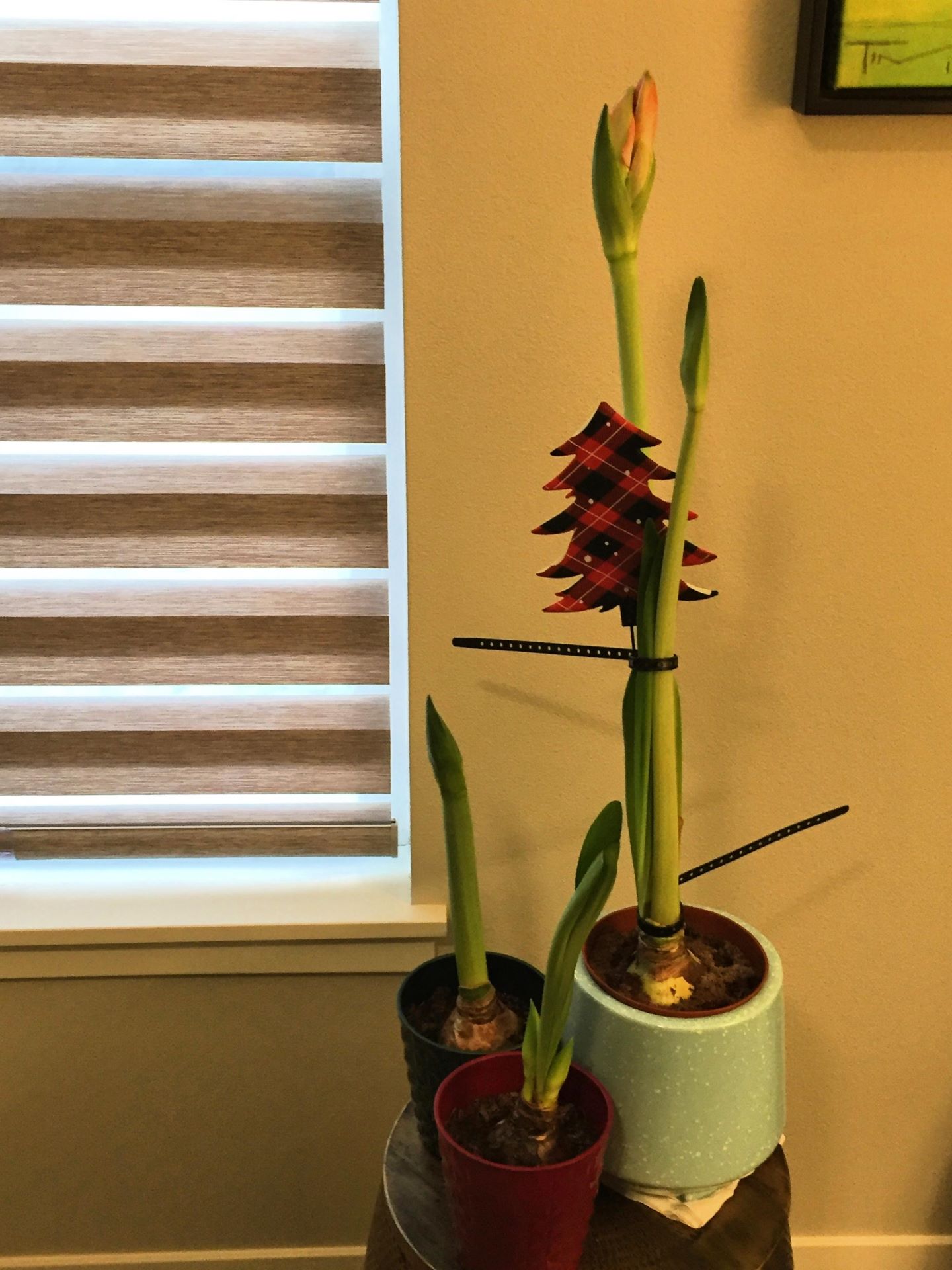 Amaryllis or Hippeastrum&nbsp;Trio?