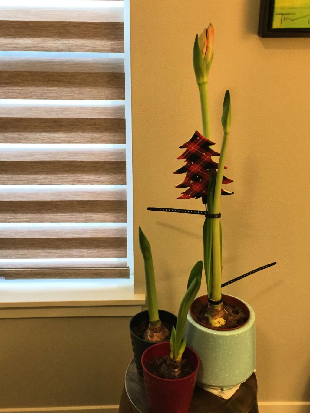 Amaryllis or Hippeastrum&nbsp;Trio?