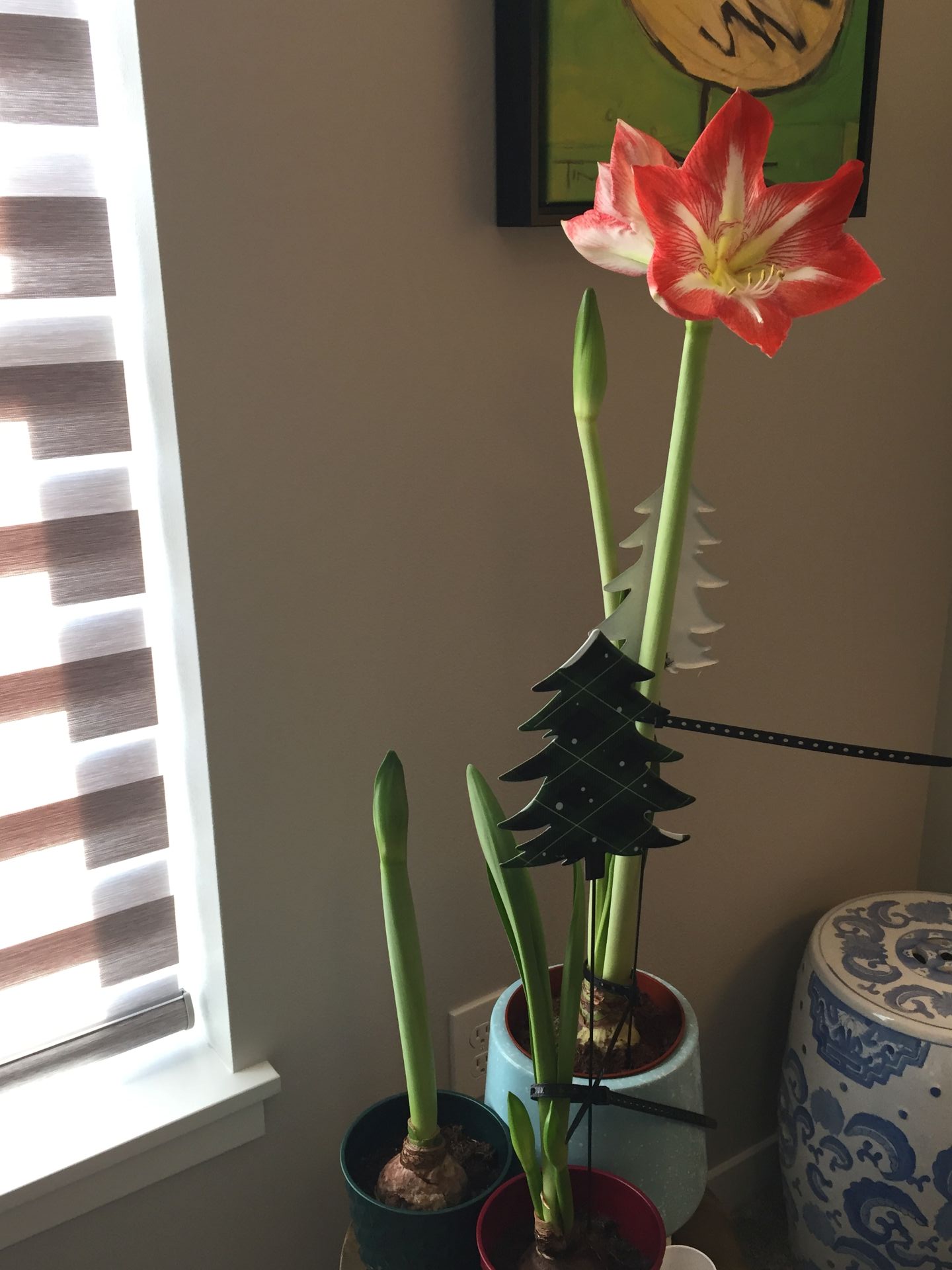 The Hippeastrum Flop&nbsp;Crisis