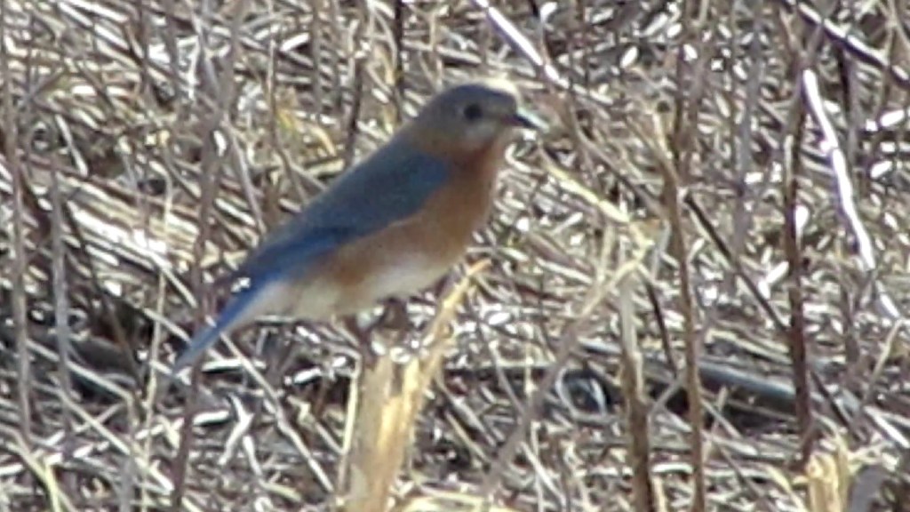 Bluebirds Fly on the Terry Trueblood&nbsp;Trail