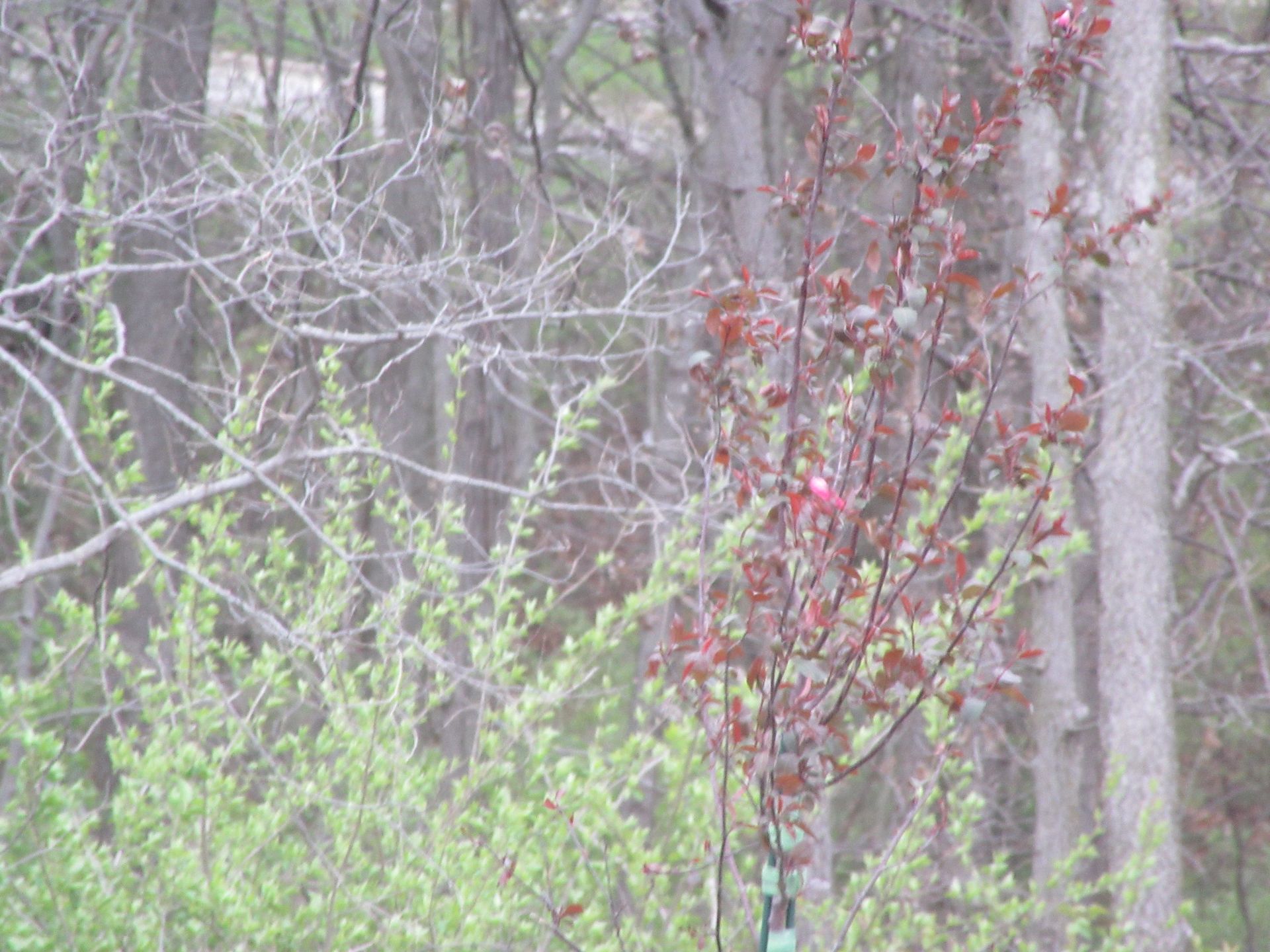 Earth Day Trees and Other Thoughts