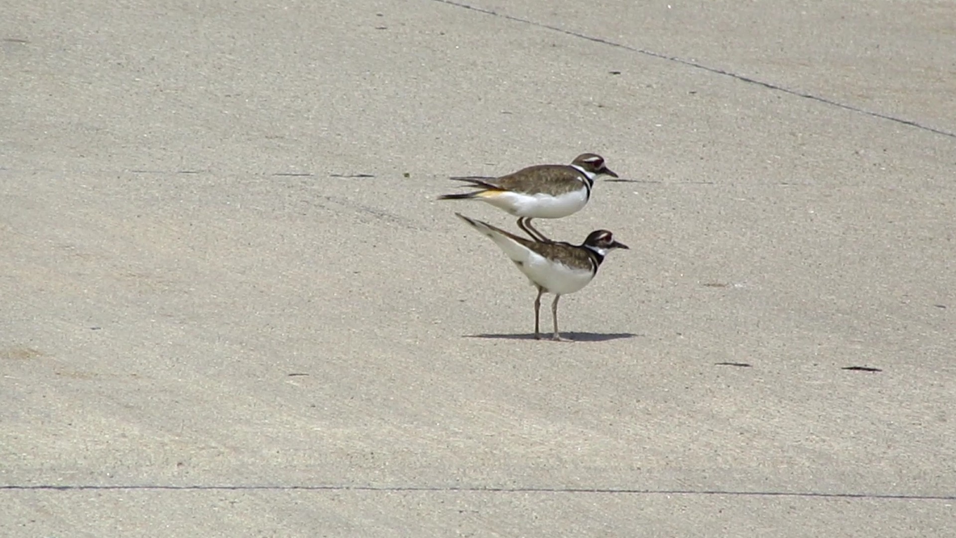 Why Did the Killdeer Cross the&nbsp;Road?
