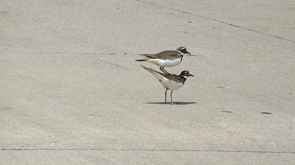 Why Did the Killdeer Cross the&nbsp;Road?