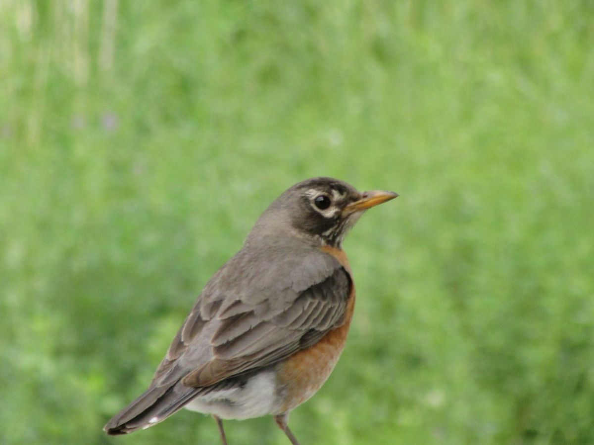 A Robin Attacks Our&nbsp;Windows!