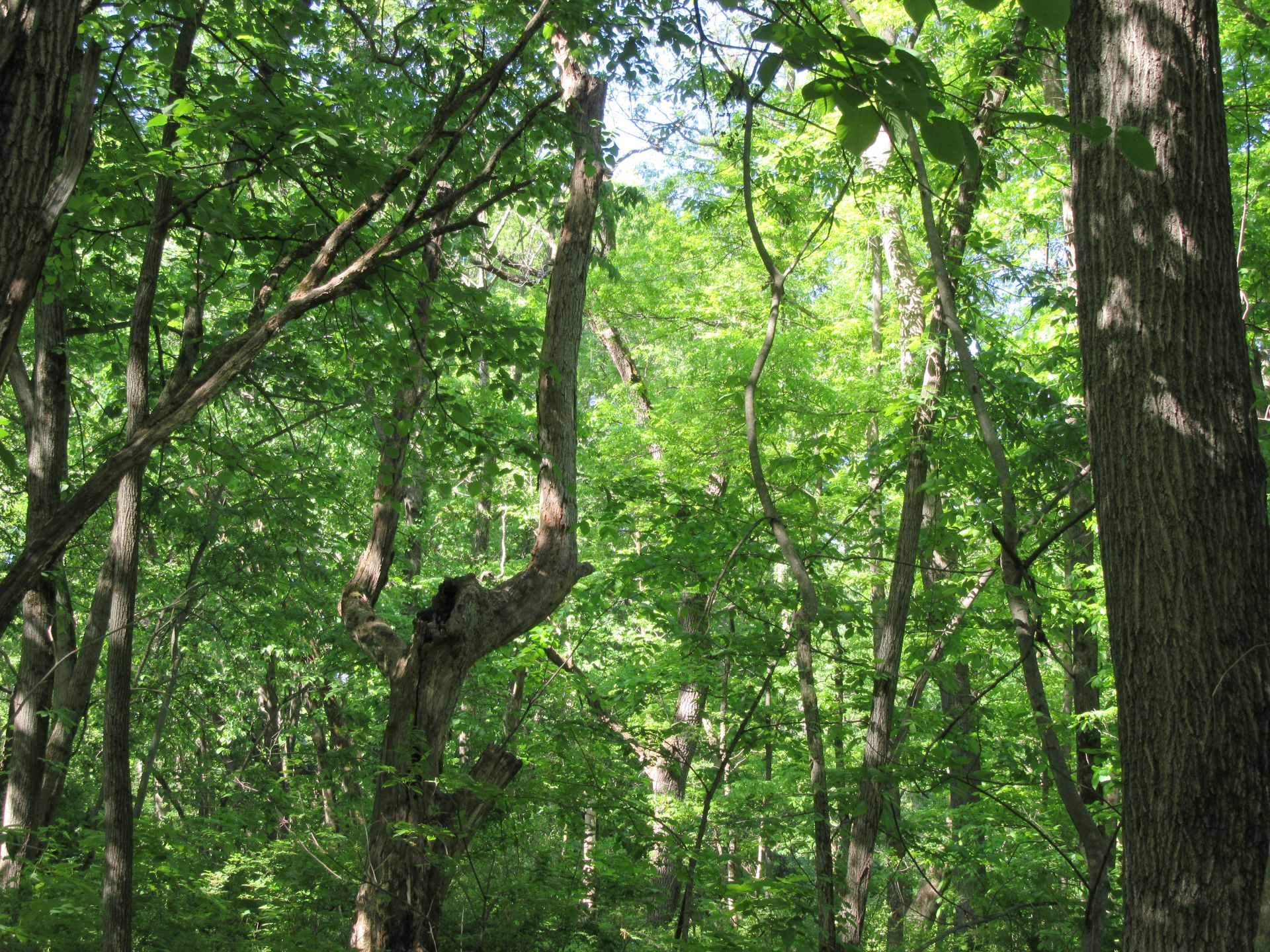 Rambling About the Clear Creek Trail