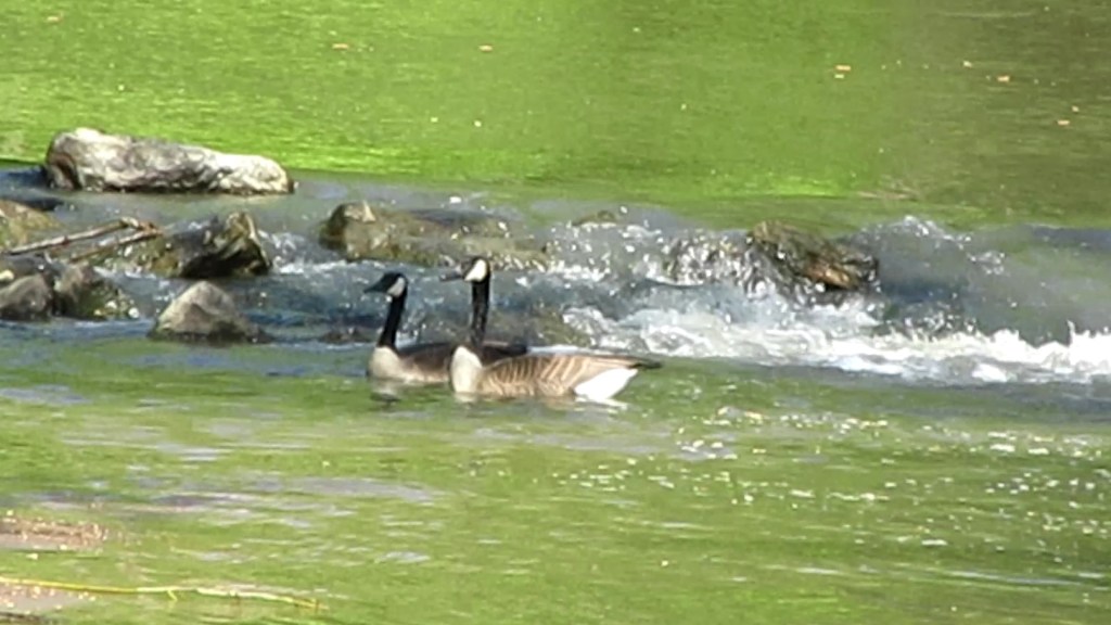 The Waltzing Geese