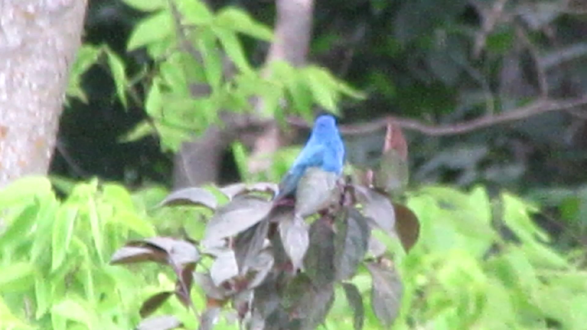 Indigo Bunting Spotted Today!