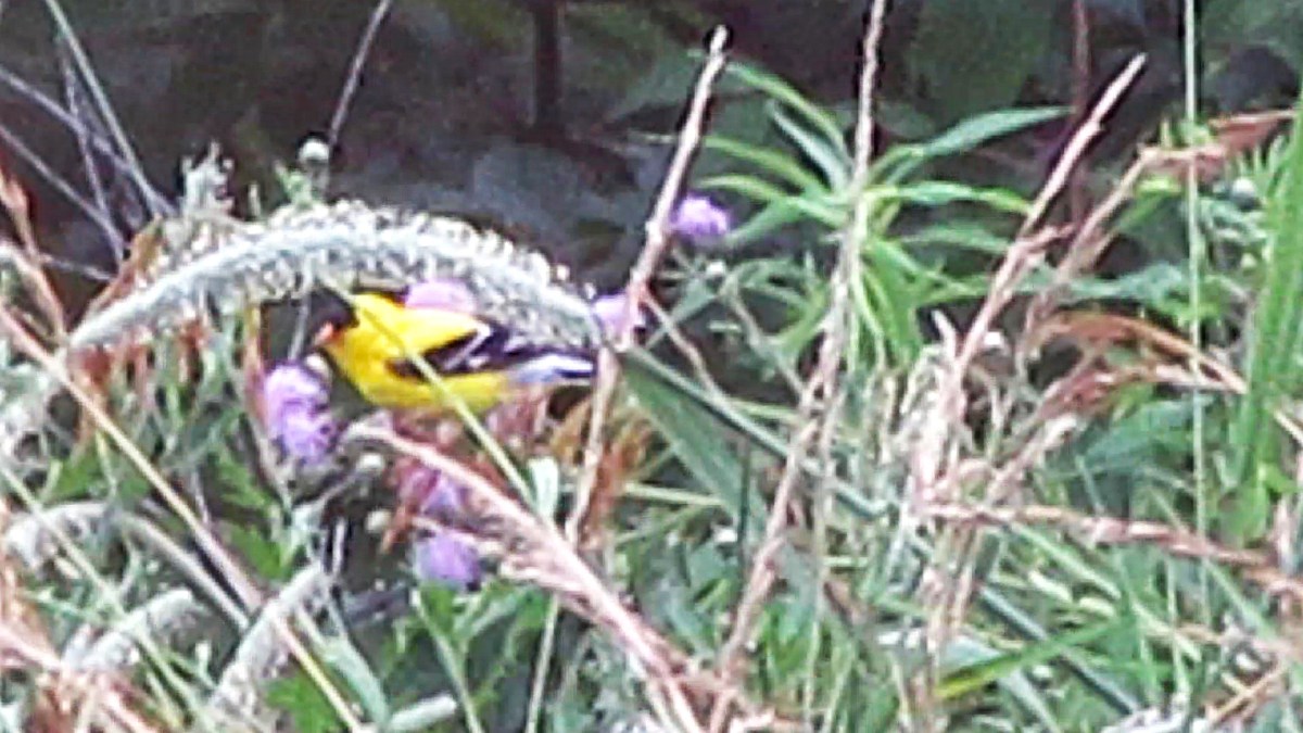 Summertime Goldfinches!