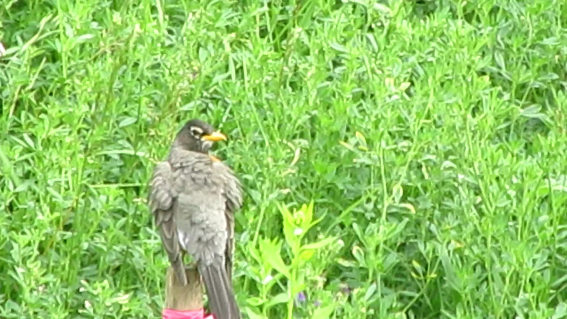 The Demonic Robin Ignores Window Film!