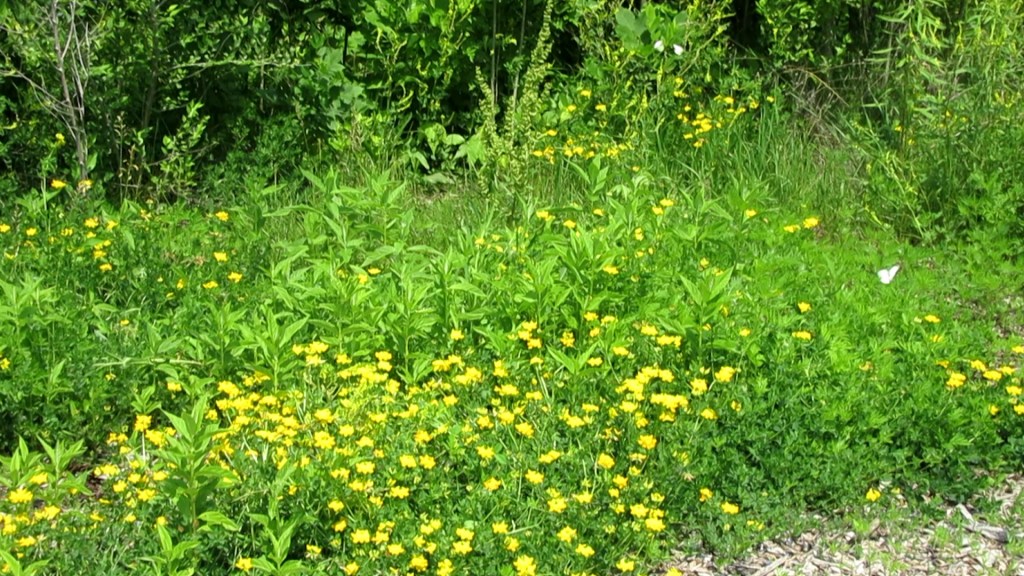 Spring Bloomers!