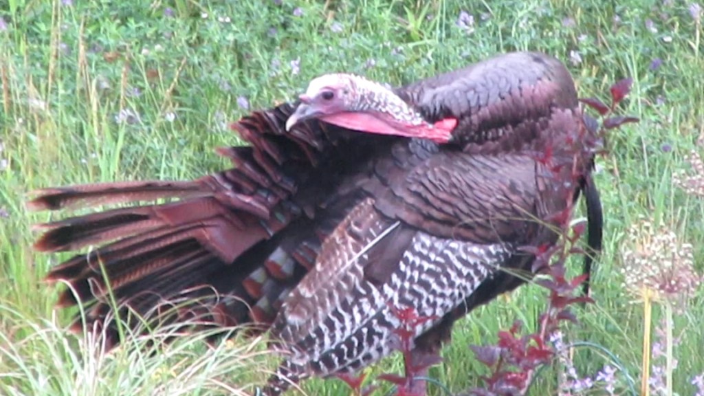 The Lone Turkey in Our Back&nbsp;Yard