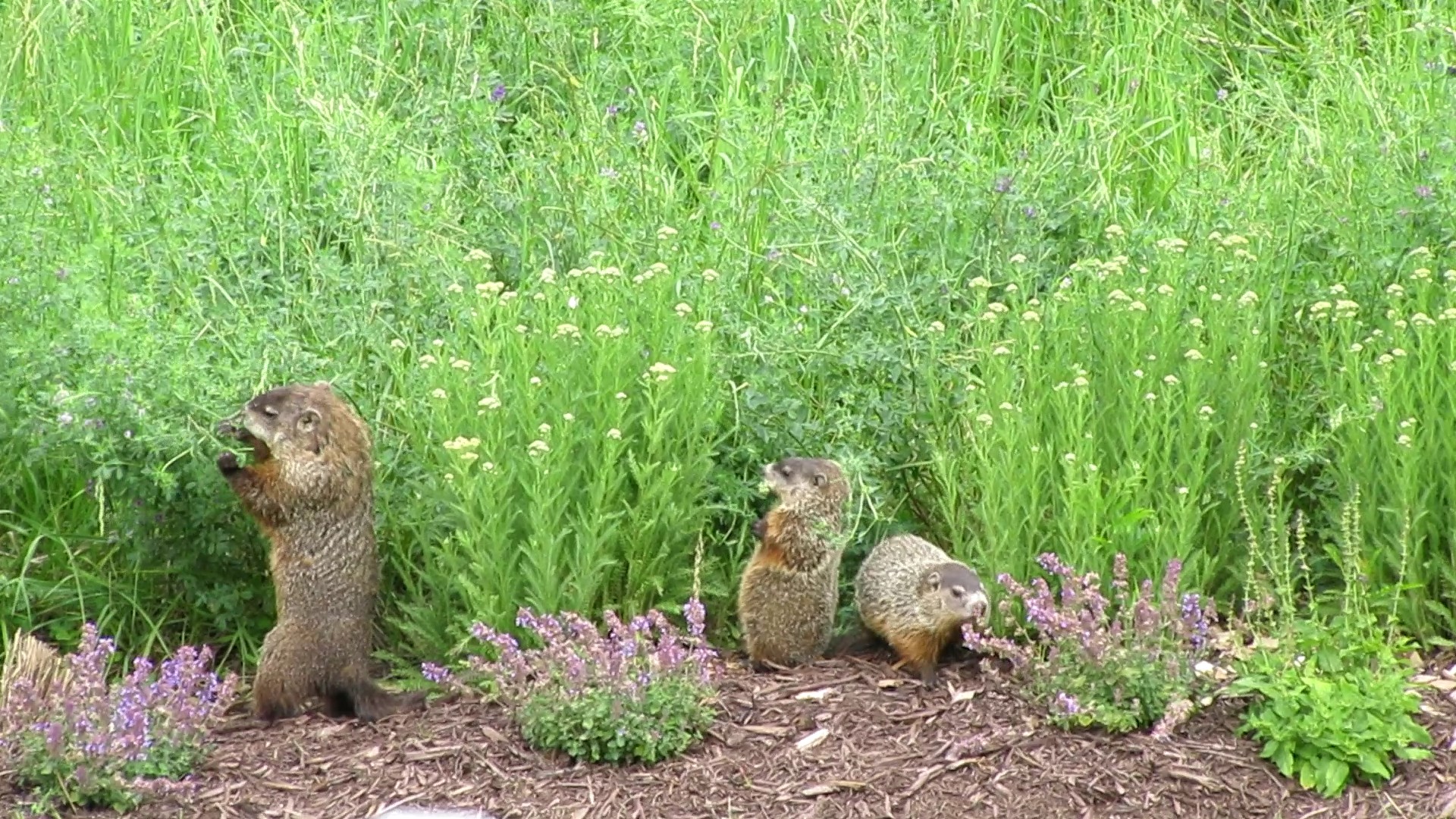 Groundhog Great House!