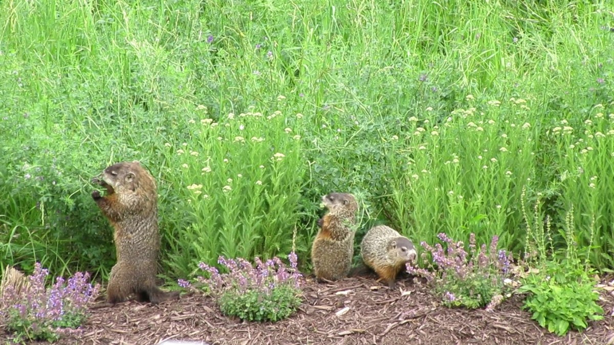 Groundhog Great House!