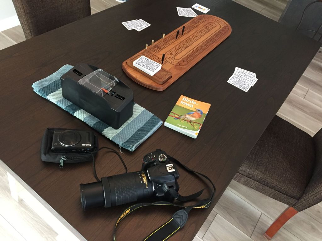 Gorging Goldfinches Distract Us from&nbsp;Cribbage!