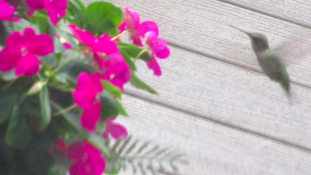 The Hummingbird is a&nbsp;Blur!