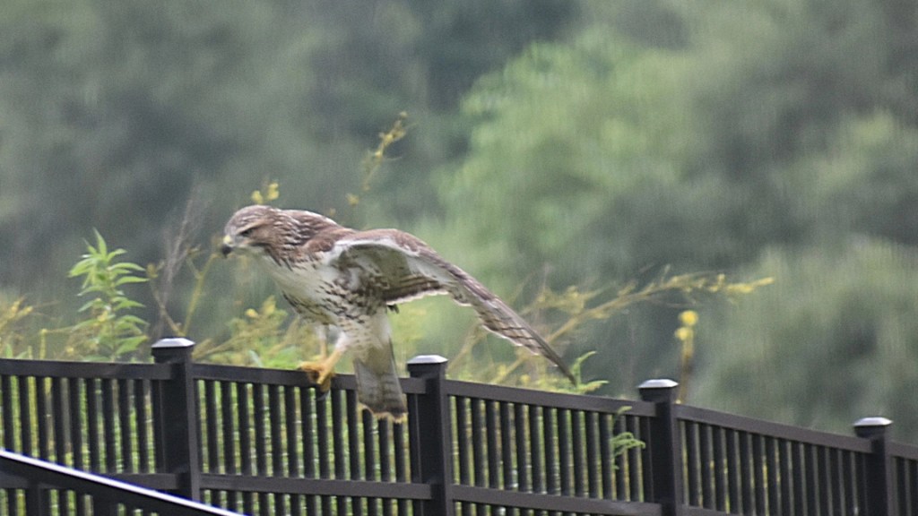 Mighty Hawk!