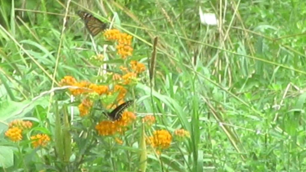 Butterflies on Butterfly&nbsp;Weed