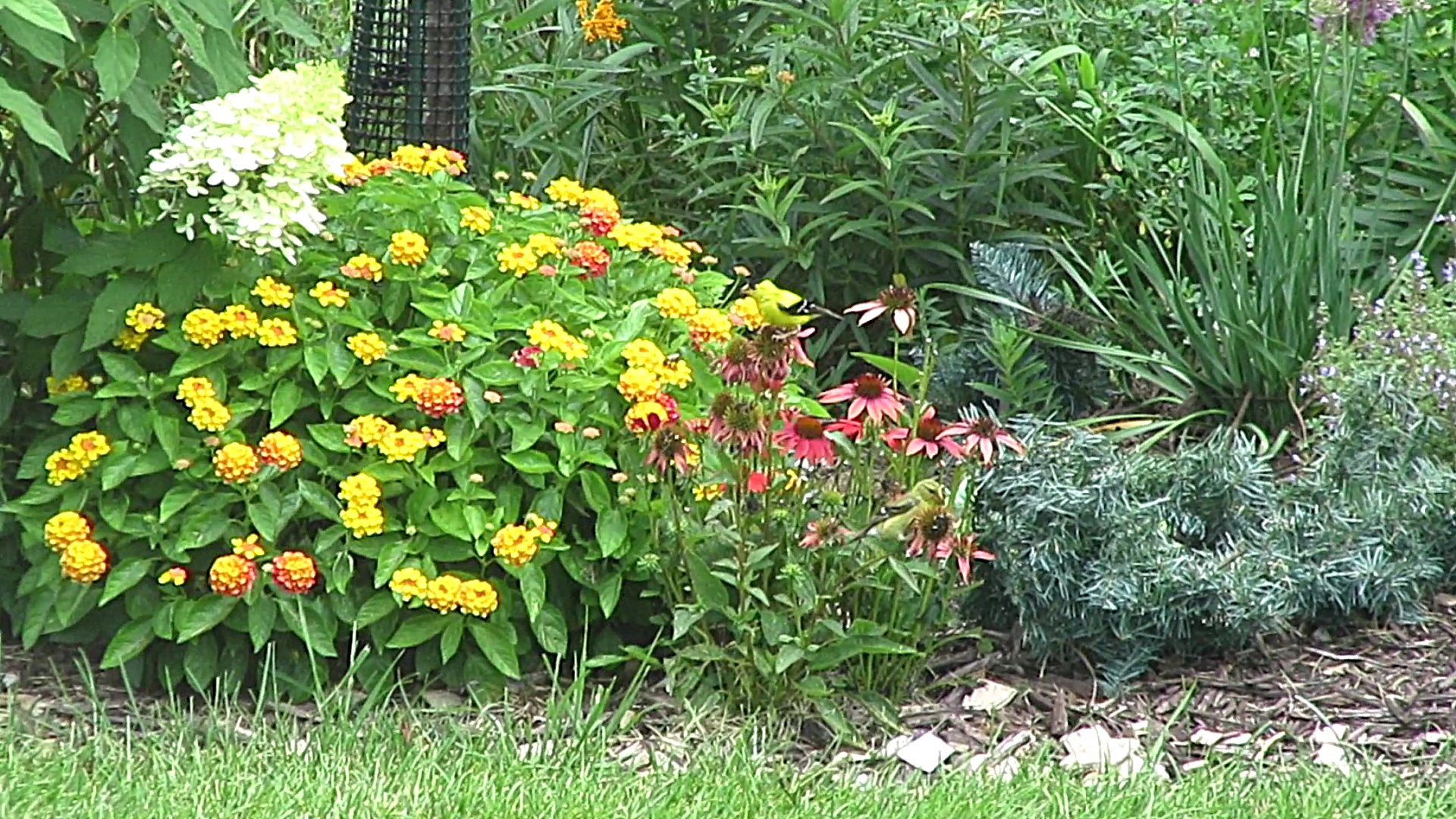 Cone Flower Feast