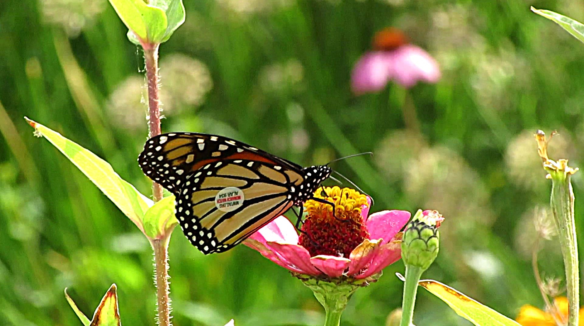 We Found a Tagged Monarch Butterfly Today!