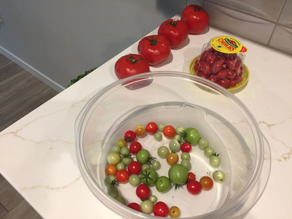 Patio Tomatoes Did Not Turn&nbsp;Red!
