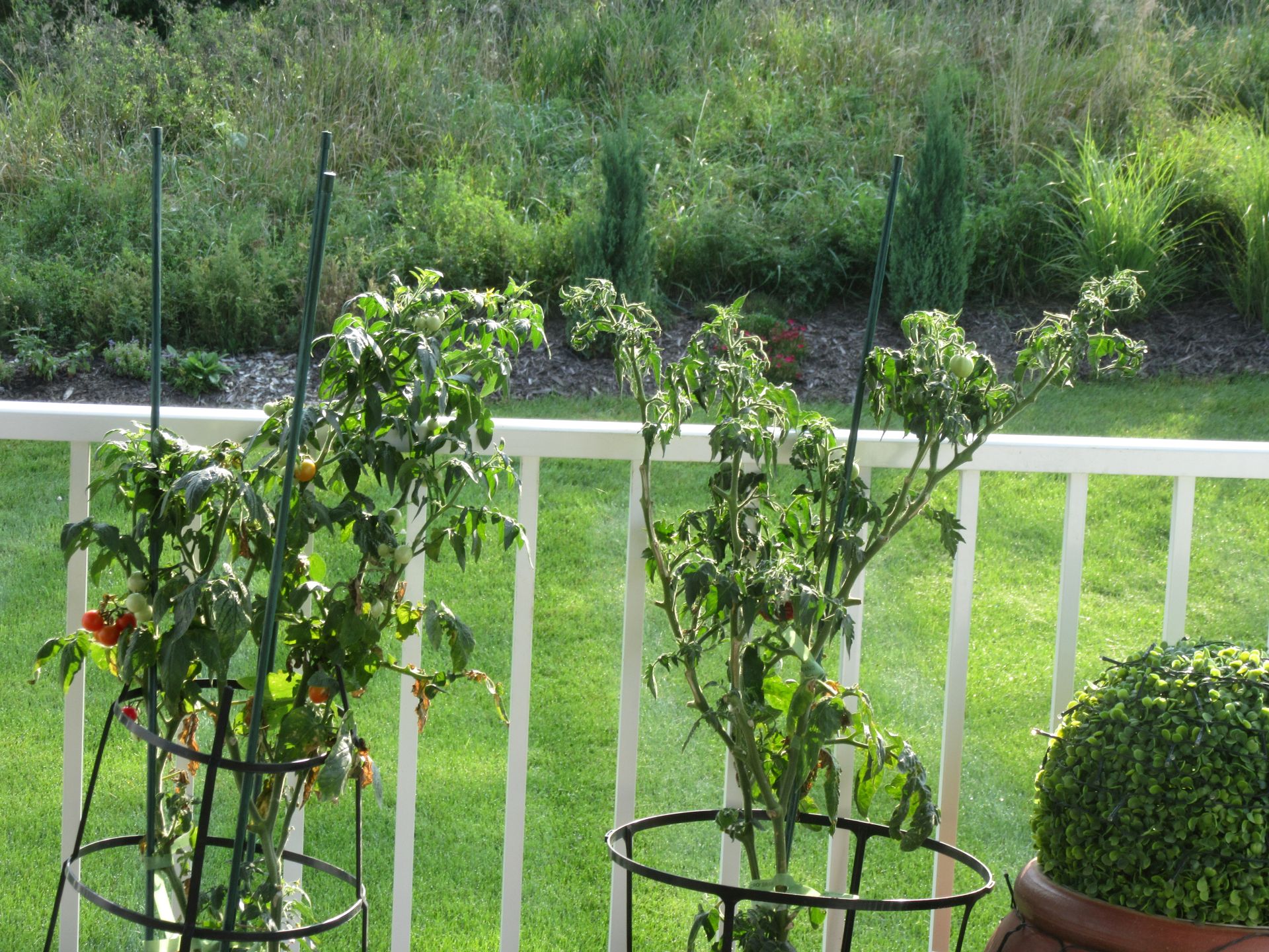 See The Patio Slicer&nbsp;Tomatoes!