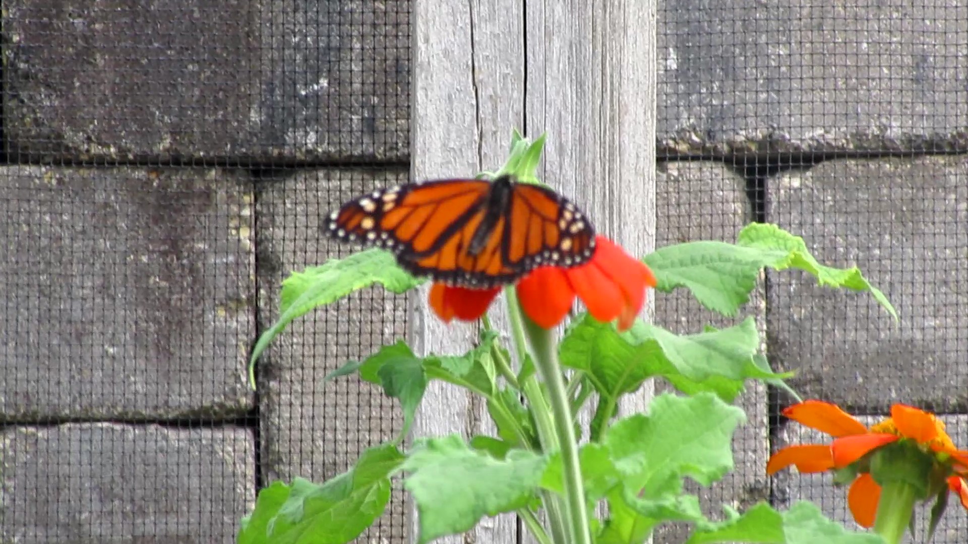 The Butterfly House or The Bigfoot Monarch Roundup